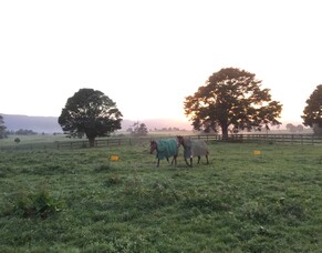 Seminar - new treatment options for endometriosis in mares