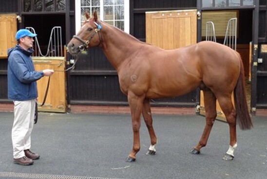 Sepoy, standing at Darley's Dalham Hall Stud