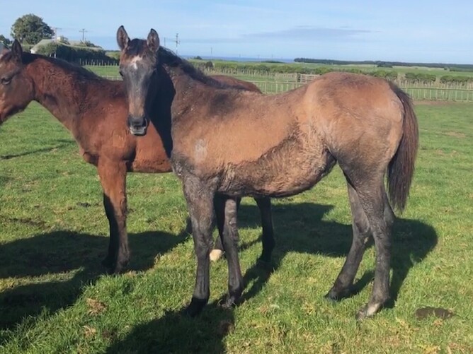 Derryn x Frequente filly