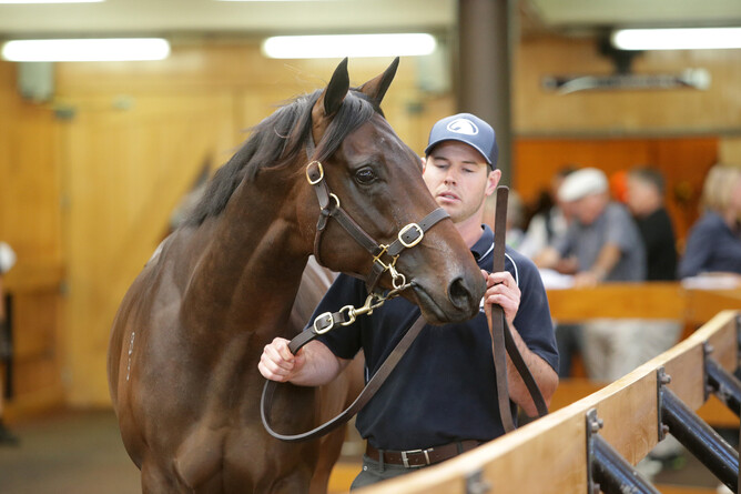 Lot 298, a Savabeel colt out of Miss Opulence sold through the draft of Riversley Park for a sale-topping $700,000 at the New Zealand Bloodstock Ready To Run Sale Photo: Trish Dunell