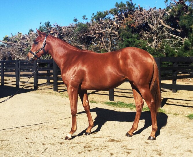 Graeme Anderson went to $72,500 to secure lot 57, the Per Incanto filly out of stakes-winning mare Cherry Creek. - Supplied
