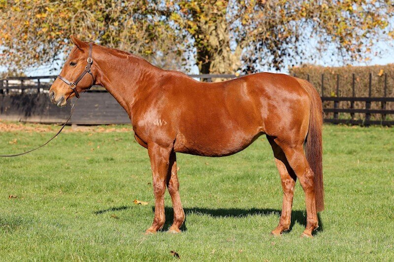 National Broodmare and Stallion Share sale live on Gavelhouse Plus