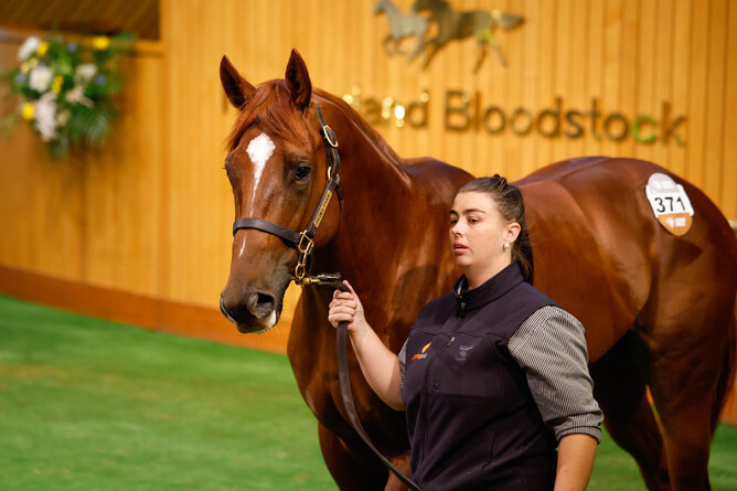 Lot 371, a colt by Written Tycoon purchased by James Cummings for $775,000 - Photo: Angelique Bridson