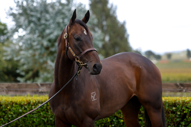 Group One winner Maven Belle is for sale on gavelhouse.com Plus - Photo: Supplied