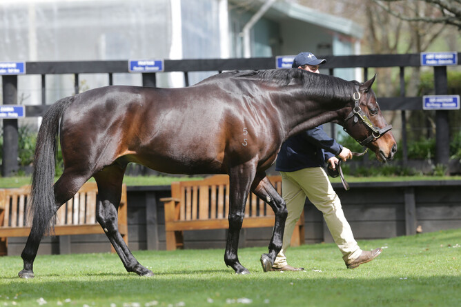 Rich Hill Stud stallion Shocking, the sire of A$7.5 million Golden Eagle (1500m) winner I’m Thunderstruck. Photo: Trish Dunell