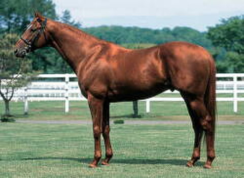 Chief Bearhart, sire of G2 Shikoba & SW Borninthestates