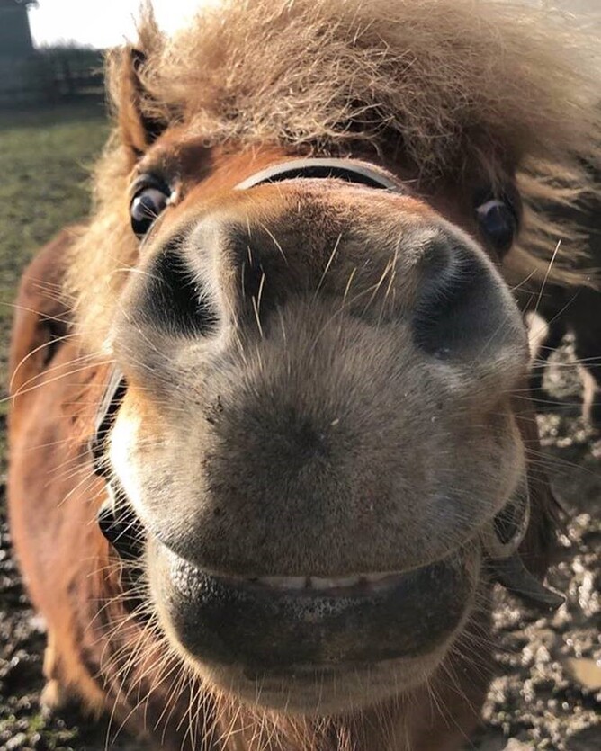 Homer the fella bella - legendary Irish teaser