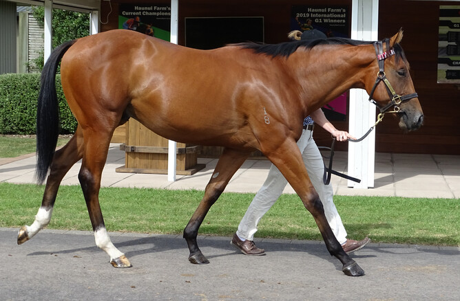 The Showcasing x Khales yearling being paraded before the sales. Photo: Supplied
