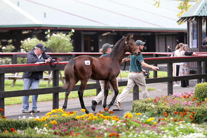 New Zealand Bloodstock will hold a physical weanling sale at their Karaka sales complex next Friday. Photo: Trish Dunell