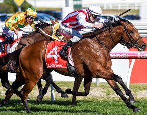 Waikato Stud secures Super Seth