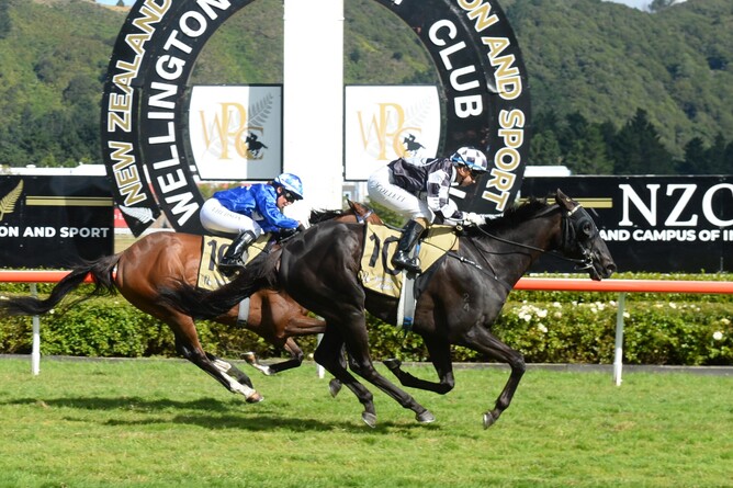 Wellington Cup and St Leger winner Waisake (Zed-Kincia) - Photo Credit: Race Images