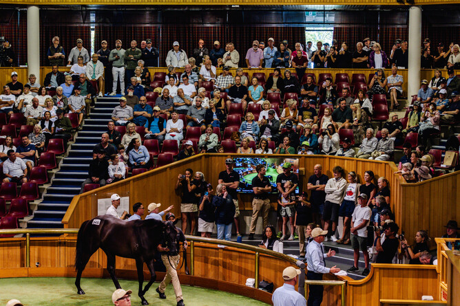The 100th National Yearling Sale at Karaka will feature a refreshed format - Photo: Trish Dunell