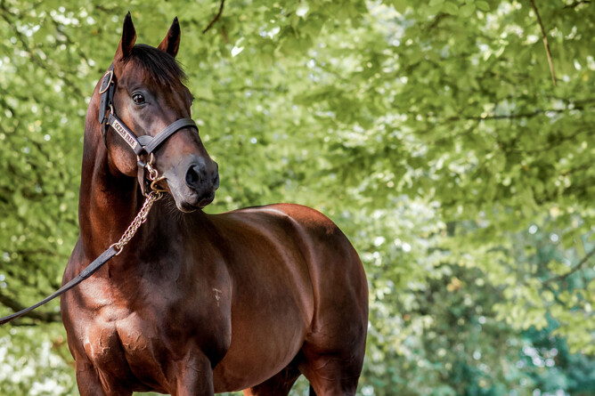 Waikato Stud stallion Ocean Park’s progeny have had a standout season on the track. Photo: Supplied