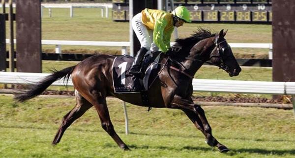 Guns At Five wins the listed Agrodome Rotorua Plate - Photo NZTM website