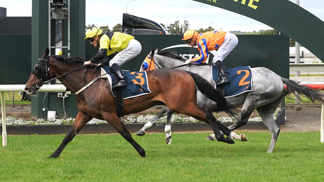 One Bold Cat proves his staying class in the Gr.3 Counties Cup (2100m) at Pukekohe on Saturday.  - Photo: Kenton Wright (Race Images)