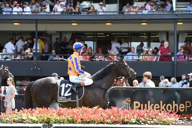 Stakes-winning mare, Synchronize is listed on Gavelhouse Plus - Photo: Supplied