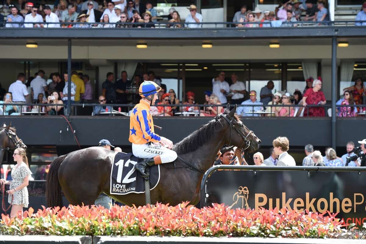 Stakeswinning Synchronize (NZ) for sale on Gavelhouse Plus New