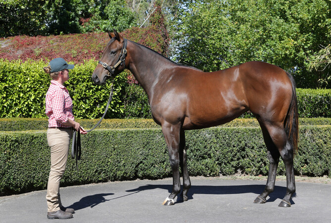 Lot 386, the Satono Aladdin filly out of Gallwitz, was purchased out of Trelawney Stud's Inglis Easter Yearling Sale draft for $725,000. - Photo: Supplied