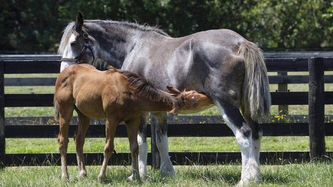 Rory takes a drink from his new mum.