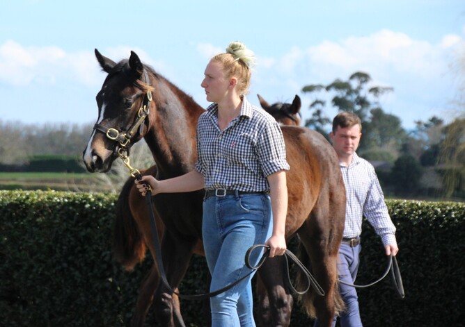 Morgan Wilks parading weanlings at Haunui Farm