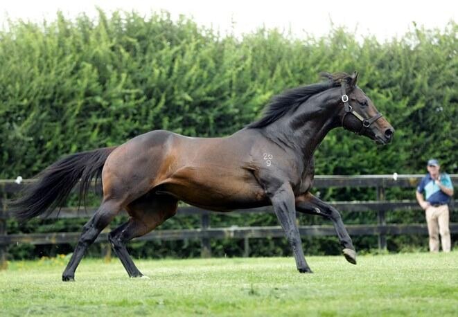 Rich Hill Stud's Proisir. - Photo: Supplied