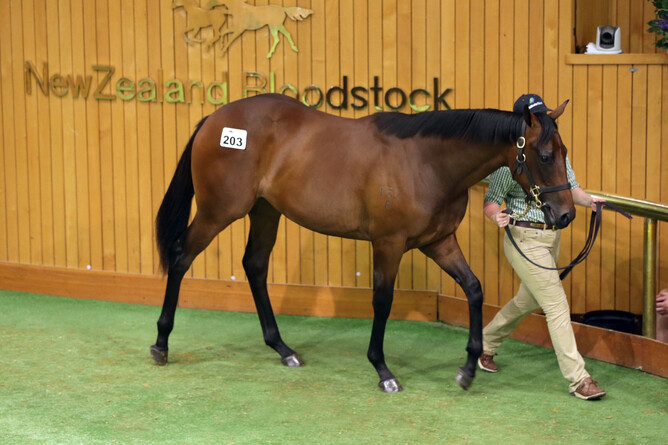 Superstar mare Probabeel parades in the Karaka auction ring prior to her sale during the 2018 New Zealand Bloodstock National Yearling Sale Photo Credit: Trish Dunell