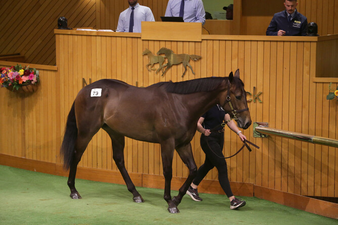 Lot 79, a Proisir gelding out of Miss Vegas is Hong Kong bound following a spirited bidding battle.  - Photo: Trish Dunell