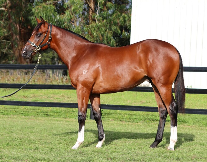 Lot 1079, a Satono Aladdin colt out of High Esteem offered by Highden Park topped Day 2 of the Book 2 Yearling Sale at Karaka at $150,000.  - Photo: Supplied