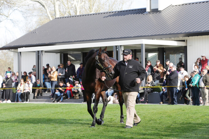 Almanzor parades at Cambridge Stud - Photo: Trish Dunell