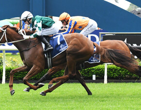 Well Written well ridden in Auckland Guineas triumph