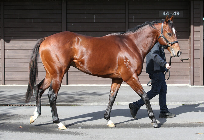 Wellfield Lodge's Vespa has his first winner on the board - Trish Dunell
