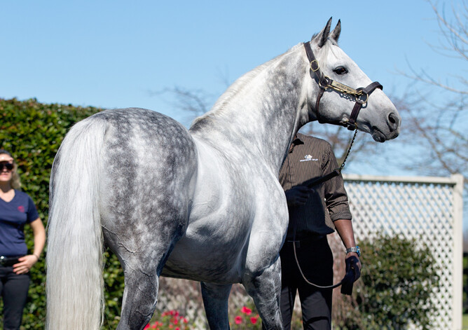 Westbury Stud stallion Reliable Man. Photo: Lesley Warwick