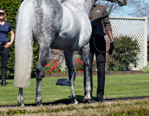 Westbury Stud stallion proving to be reliable