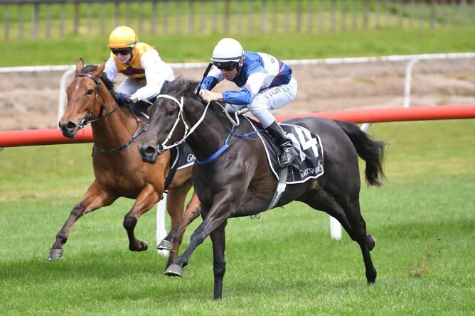 Multiple stakes-placed mare Sedaka will go under the hammer on the Monday 18 September Gavelhouse.com auction - Photo: Supplied