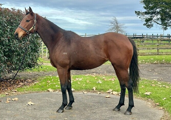 Istataba - Photo: Supplied