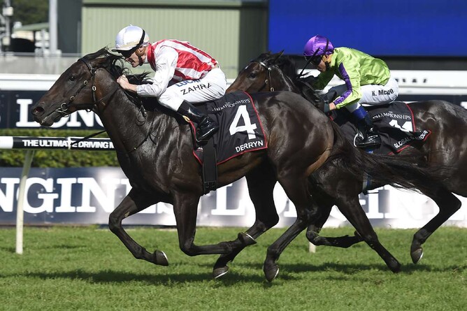 Talented sprinter Derryn secured for New Zealand stud duty - Bradley Photography