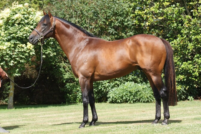 Grangewilliam Stud sire Zed passed away on Sunday. - Photo: Supplied
