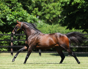 First Crop Sire Focus: Time Test