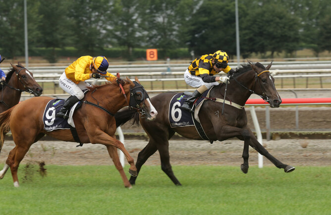 Vernazza and Michael Coleman hold out a brave Kelly Renee to win the Gr.2 J Swap Contractors Ltd Matamata Breeders’ Stakes (1200m)  Photo credit: Trish Dunell