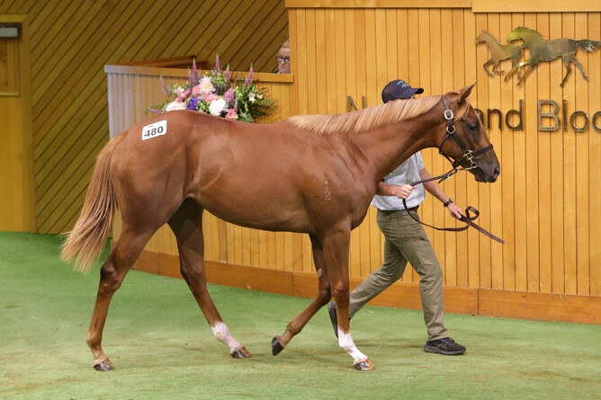 The Proisir x The Fairy’s Kiss filly consigned by Kilgravin Lodge who sold for $600,000.  - Photo: Trish Dunell