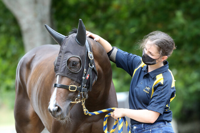 Pearl Series winner Novashow. - Photo: Trish Dunell