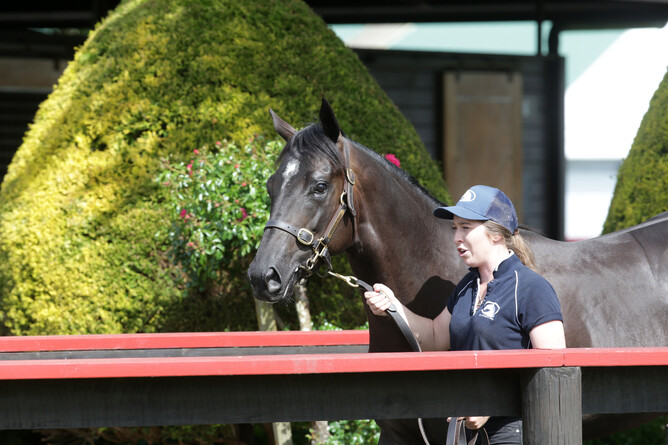 Lot 162 Savabeel - Saoirse (Iffraaj - Eire Hostess)
