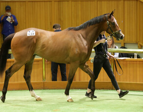 NZB online bidding registration open