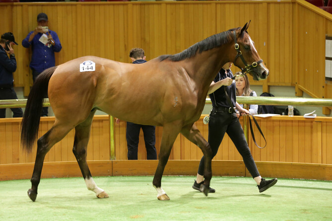 NZB will debut their new bidding technology at the Ready To Run sale in November. Photo: Trish Dunell