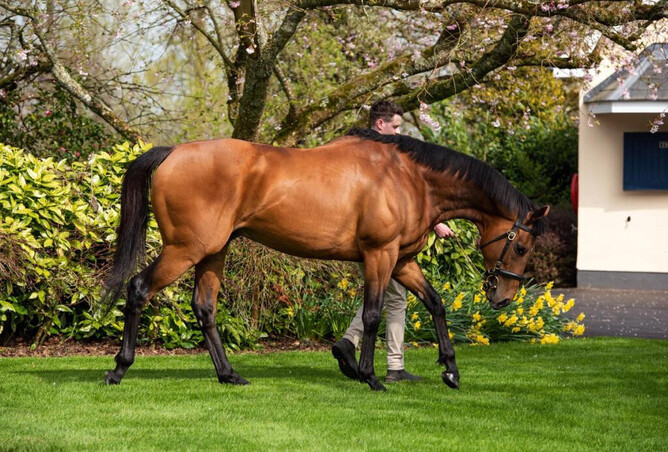 Circus Maximus will shuttle to Windsor Park Stud for the forthcoming breeding season. Photo: Supplied
