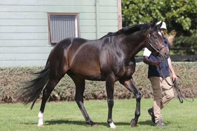 Wrote’s (pictured) first New Zealand yearlings will be offered at Karaka later this month. Photo: Trish Dunell