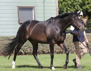Wrote yearlings impress ahead of Karaka