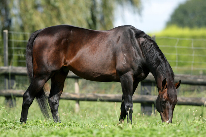 Former Cambridge Stud stallion Tavistock has had a stellar season on the track with his progeny. Photo: Trish Dunell