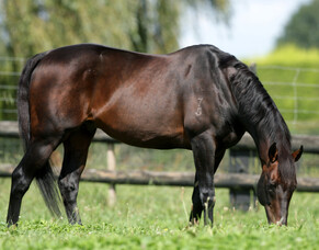 Posthumous purple patch for Tavistock