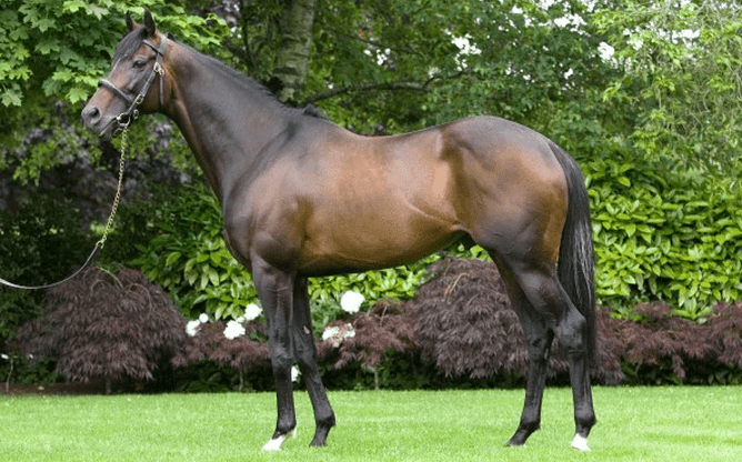 High Chaparral - Photo: Supplied